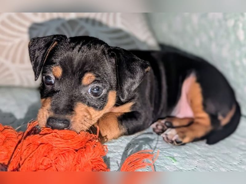 Zuckersüßer AQUILES-verschmuster, verspielter Bub sucht liebevolle Für-immer-Familie