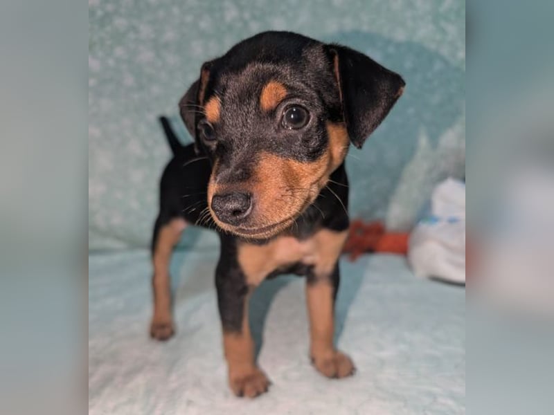 Zuckersüße HELENA- sucht ihre liebevolle Für-immer-Familie