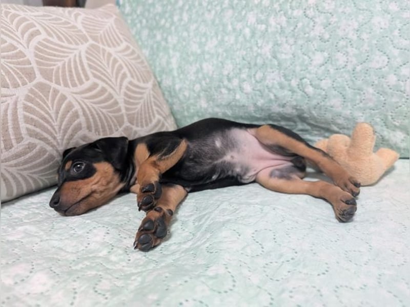 Zuckersüße HELENA- sucht ihre liebevolle Für-immer-Familie