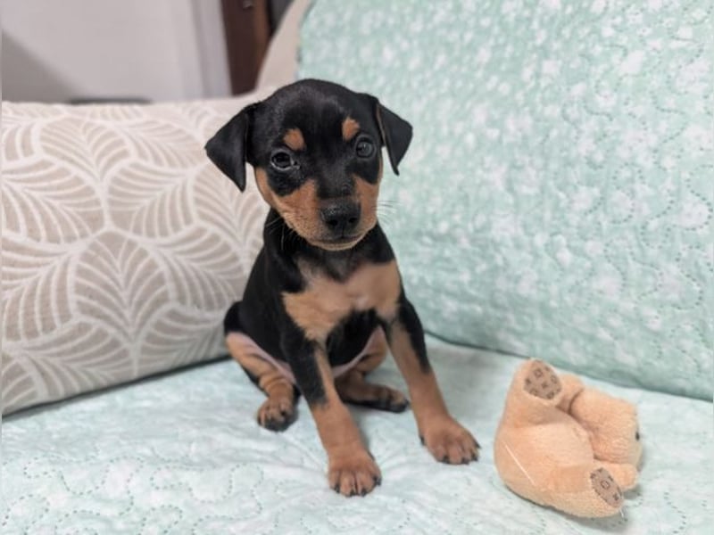 Zuckersüße HELENA- sucht ihre liebevolle Für-immer-Familie