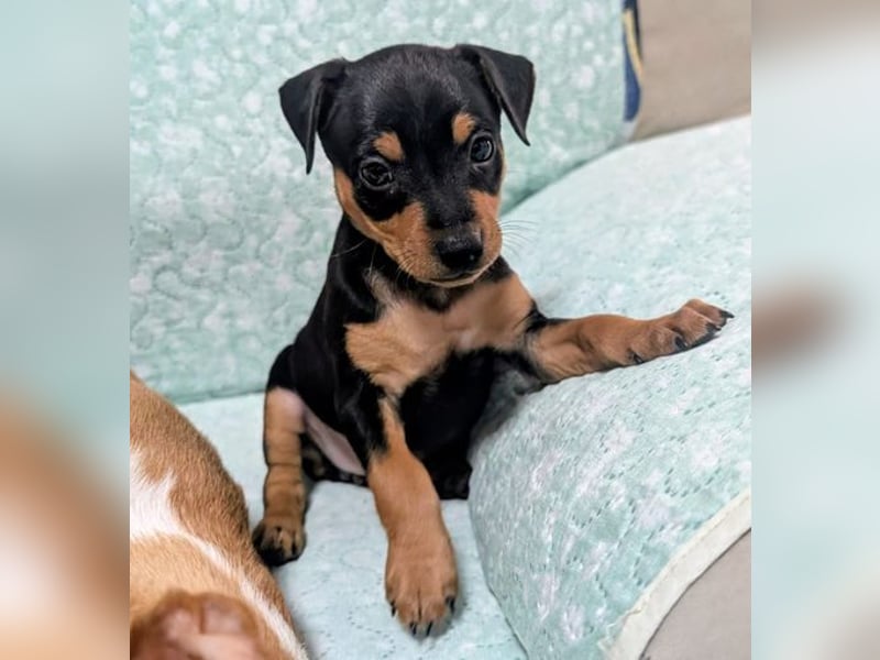 Zuckersüße HELENA- sucht ihre liebevolle Für-immer-Familie