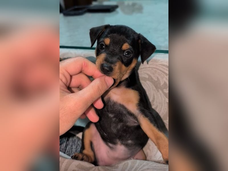 Zuckersüße HELENA- sucht ihre liebevolle Für-immer-Familie