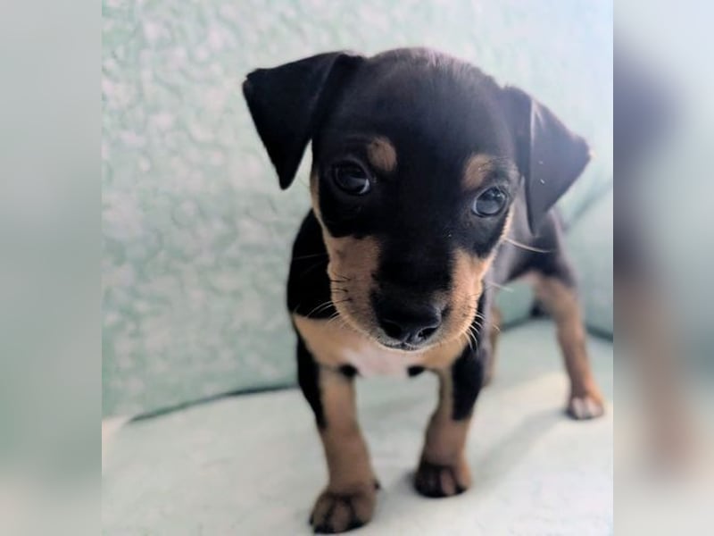 Zuckersüßer AQUILES-verschmuster, verspielter Bub sucht liebevolle Für-immer-Familie