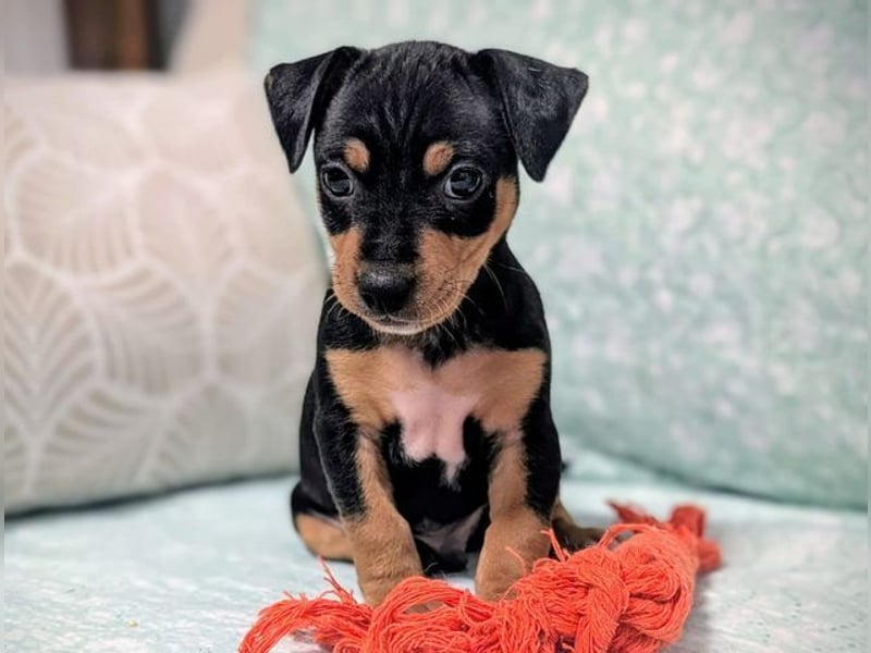 Zuckersüßer AQUILES-verschmuster, verspielter Bub sucht liebevolle Für-immer-Familie