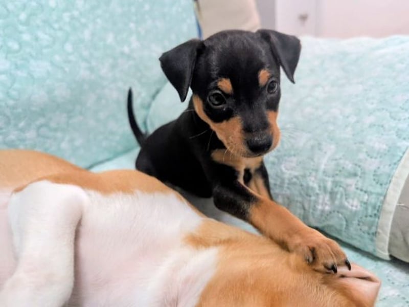 Zuckersüße HELENA- sucht ihre liebevolle Für-immer-Familie