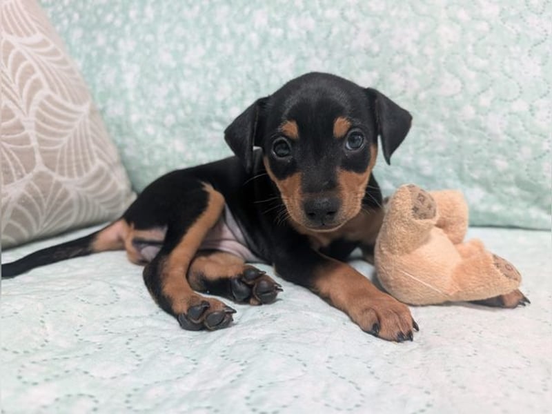 Zuckersüße HELENA- sucht ihre liebevolle Für-immer-Familie