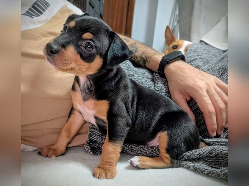 Zuckersüßer AQUILES-verschmuster, verspielter Bub sucht liebevolle Für-immer-Familie