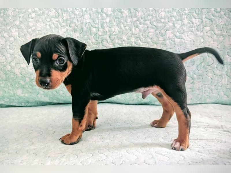 Zuckersüßer AQUILES-verschmuster, verspielter Bub sucht liebevolle Für-immer-Familie