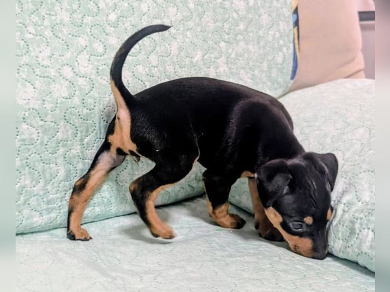 Zuckersüße HELENA- sucht ihre liebevolle Für-immer-Familie