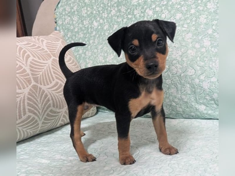 Zuckersüße HELENA- sucht ihre liebevolle Für-immer-Familie