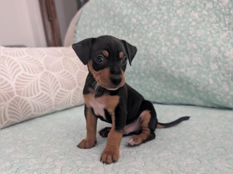 Zuckersüßer AQUILES-verschmuster, verspielter Bub sucht liebevolle Für-immer-Familie