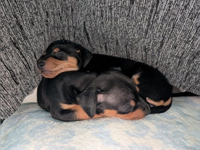 Zuckersüßer AQUILES-verschmuster, verspielter Bub sucht liebevolle Für-immer-Familie