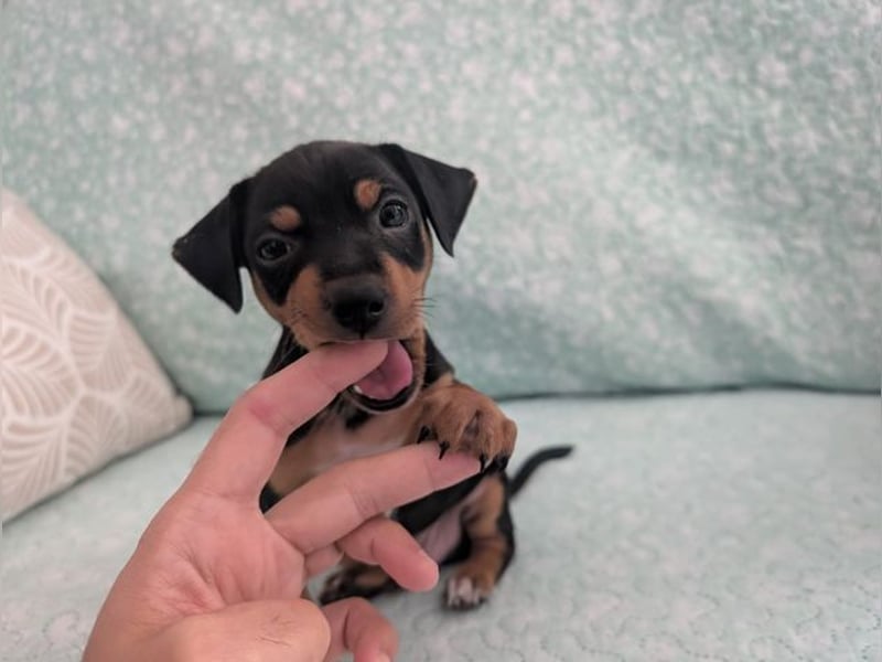 Zuckersüßer AQUILES-verschmuster, verspielter Bub sucht liebevolle Für-immer-Familie