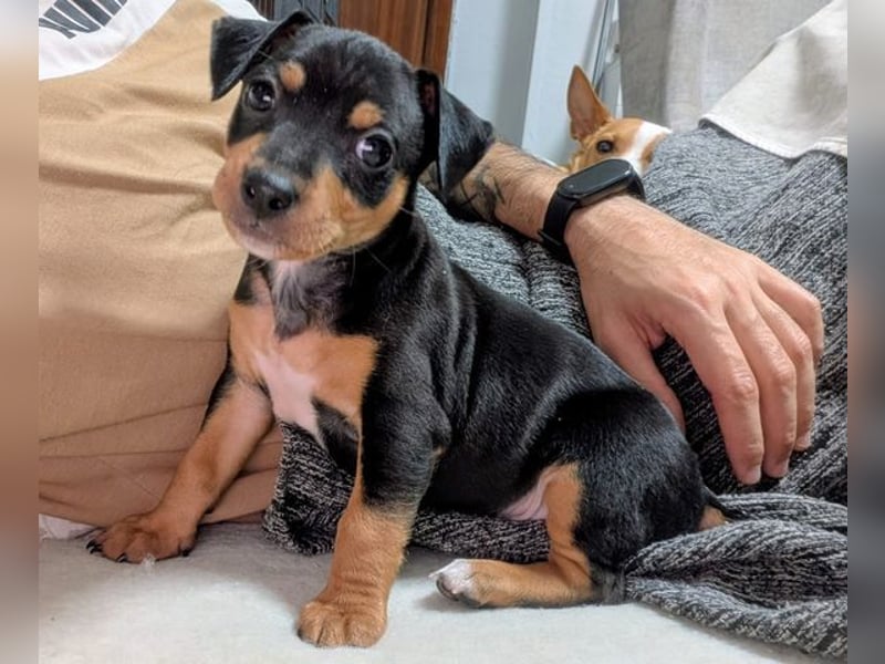 Zuckersüßer AQUILES-verschmuster, verspielter Bub sucht liebevolle Für-immer-Familie