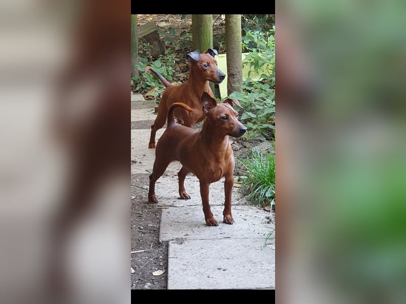 Zwerg Pinscher in rot mit Ahnentafel