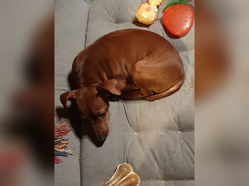 Zwerg Pinscher in rot mit Ahnentafel
