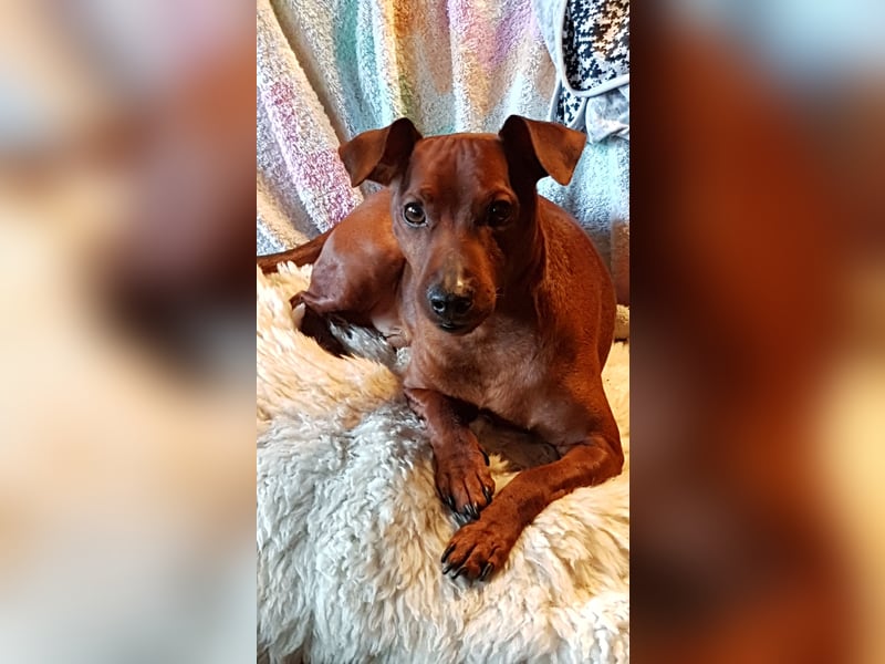 Zwerg Pinscher in rot mit Ahnentafel