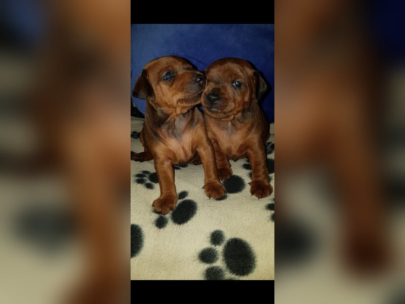 Zwerg Pinscher in rot mit Ahnentafel
