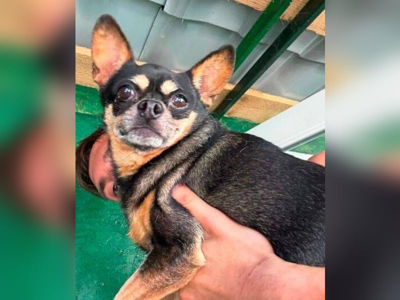 POMCHO  der kleine Mann sucht  ein neues Zuhause