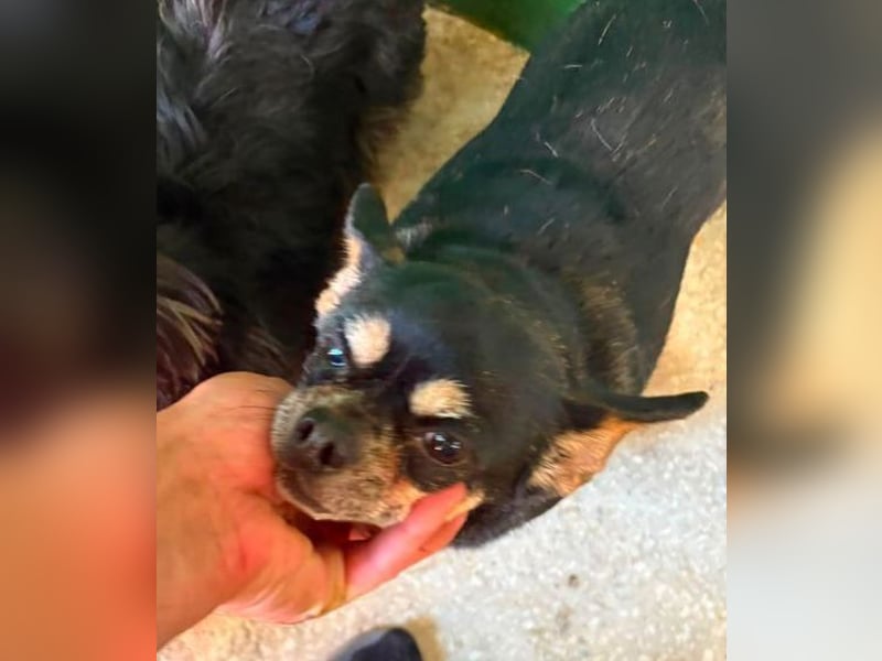 POMCHO  der kleine Mann sucht  ein neues Zuhause