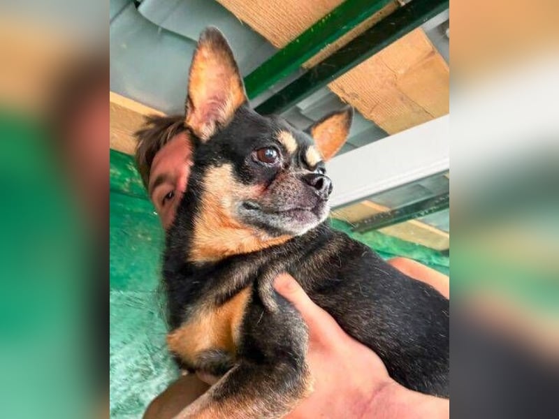 POMCHO  der kleine Mann sucht  ein neues Zuhause