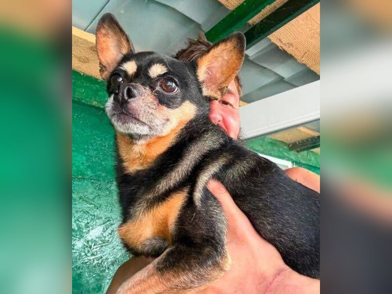 POMCHO  der kleine Mann sucht  ein neues Zuhause