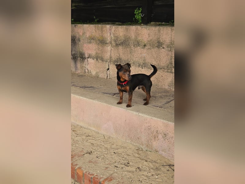 Aufgeschlossener Hix wartet in Portugal auf unserem Tierschutzhof!