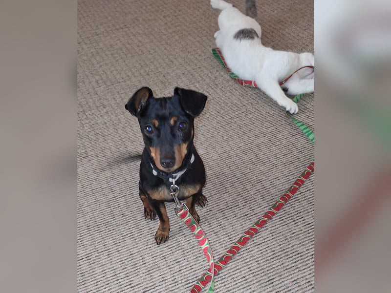 Junghund Pinscher Mix Jumbo möchte Rumänien verlassen