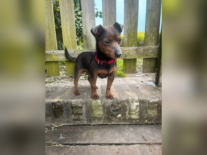 Aufgeschlossener Hix wartet in Portugal auf unserem Tierschutzhof!