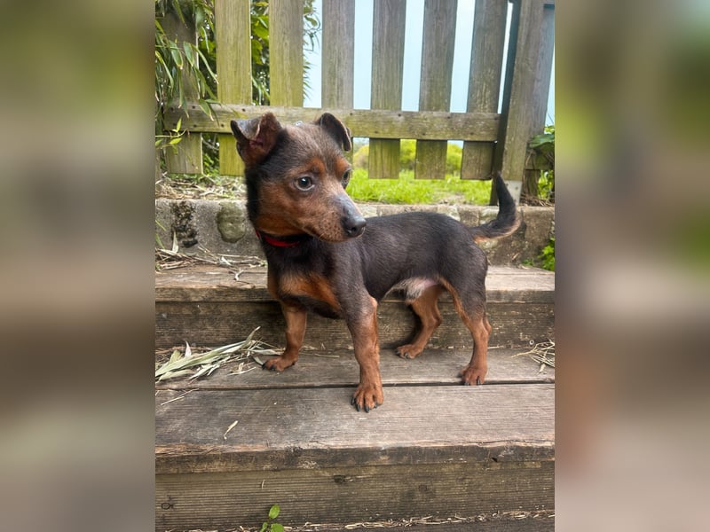 Aufgeschlossener Hix wartet in Portugal auf unserem Tierschutzhof!