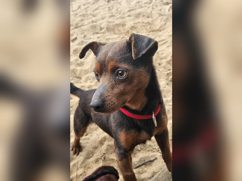 Aufgeschlossener Hix wartet in Portugal auf unserem Tierschutzhof!