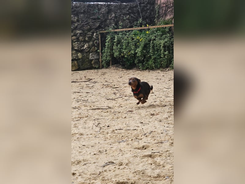 Aufgeschlossener Hix wartet in Portugal auf unserem Tierschutzhof!