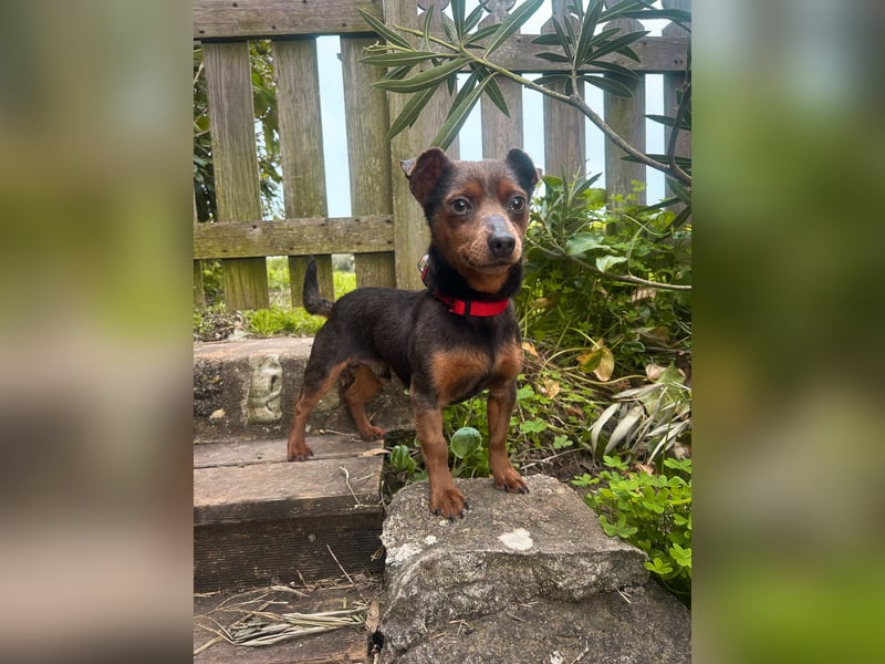 Aufgeschlossener Hix wartet in Portugal auf unserem Tierschutzhof!