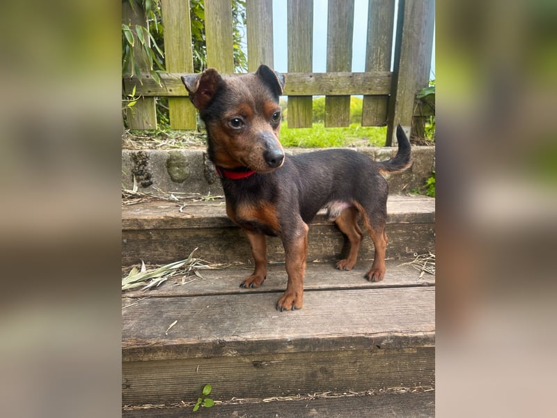 Aufgeschlossener Hix wartet in Portugal auf unserem Tierschutzhof!