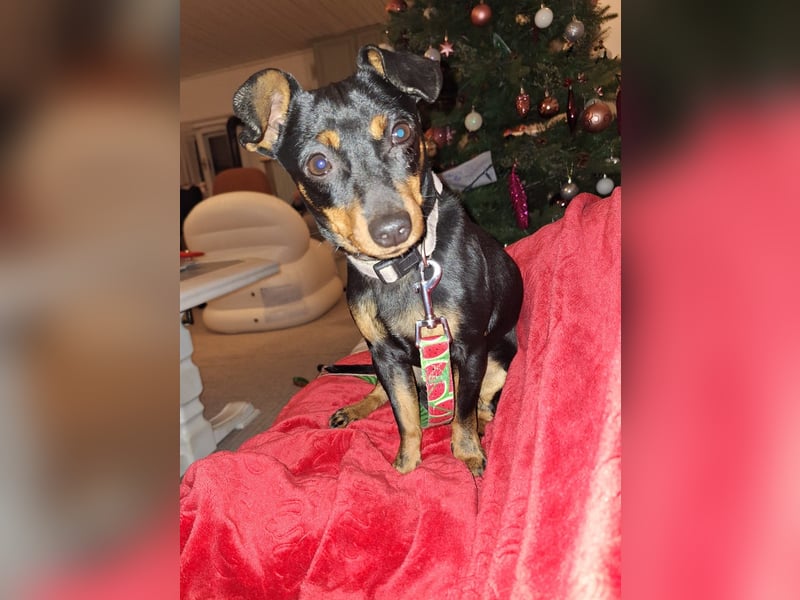 Junghund Pinscher Mix Jumbo möchte Rumänien verlassen