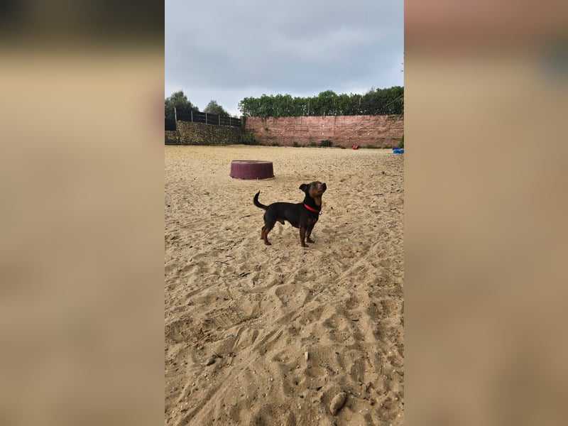 Aufgeschlossener Hix wartet in Portugal auf unserem Tierschutzhof!