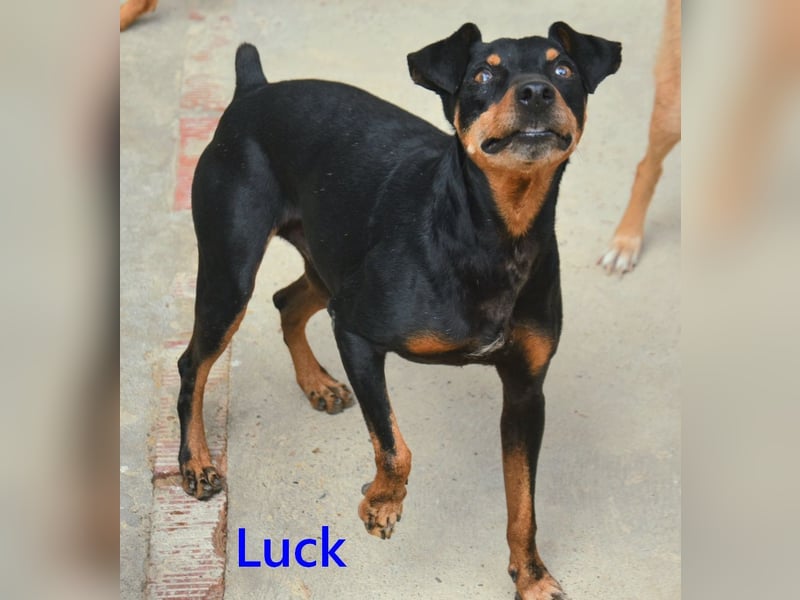 Luck geb. 07/2021 (ESP) - menschenbezogener, kleiner Pinscher-Mix!