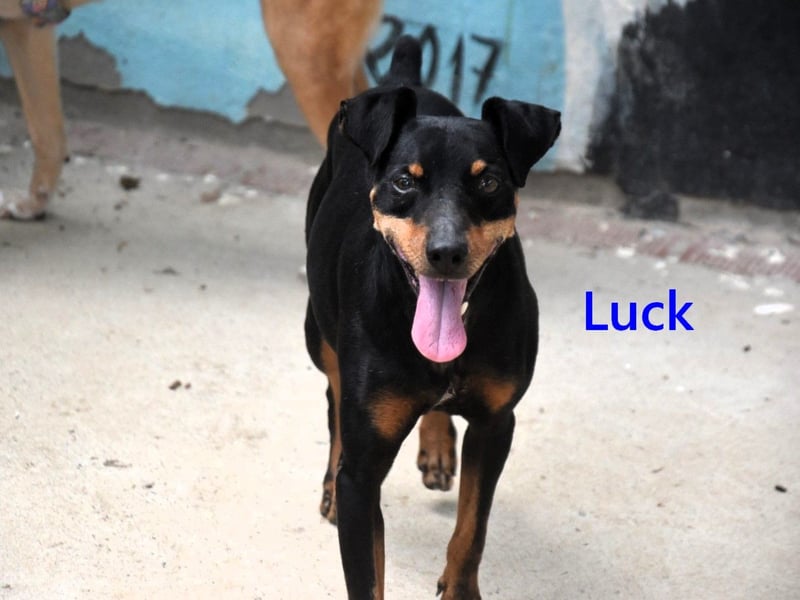 Luck geb. 07/2021 (ESP) - menschenbezogener, kleiner Pinscher-Mix!