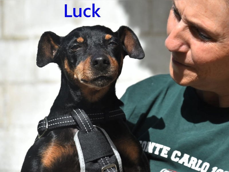 Luck geb. 07/2021 (ESP) - menschenbezogener, kleiner Pinscher-Mix!