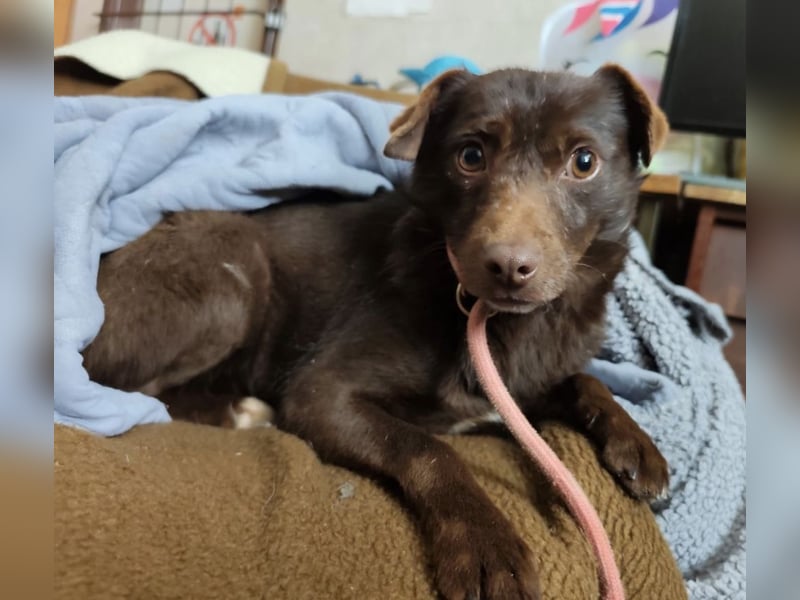 Lora eine ängstliche Mini-Hündin