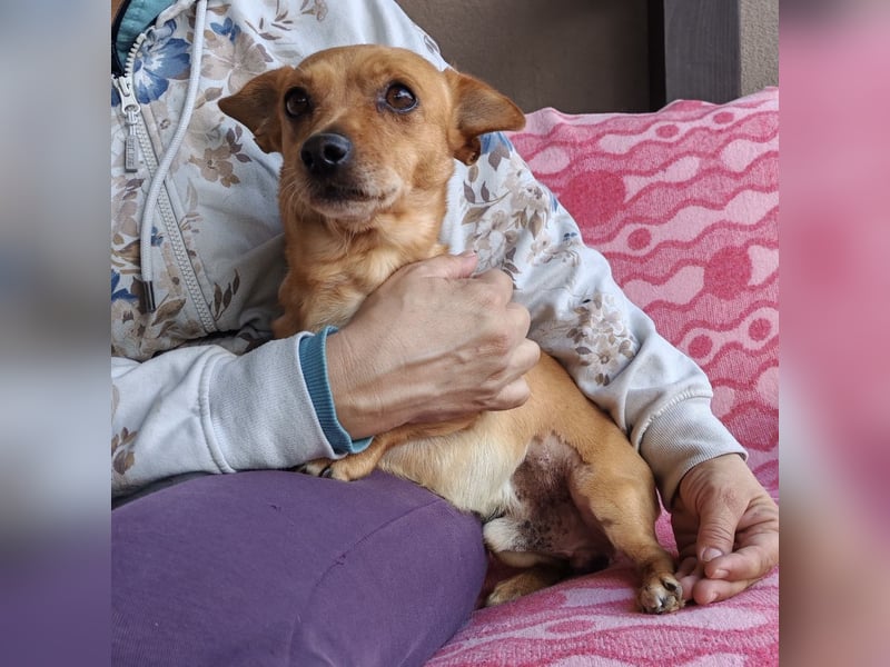 Sammy sucht ein liebevolles Zuhause