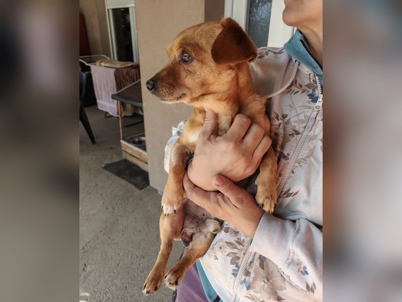 Sammy sucht ein liebevolles Zuhause