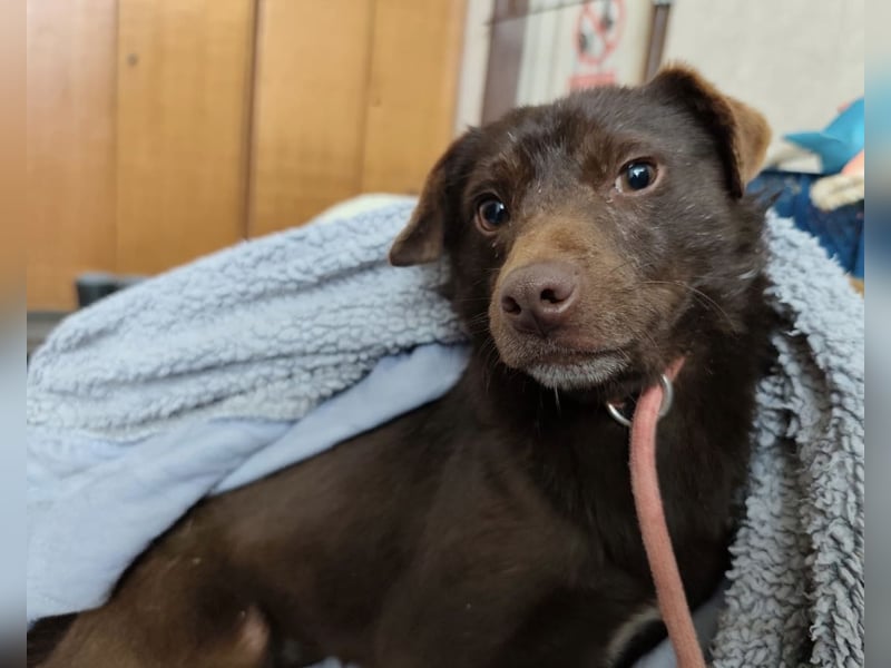 Lora eine ängstliche Mini-Hündin