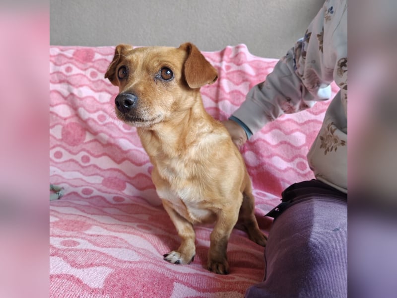 Sammy sucht ein liebevolles Zuhause