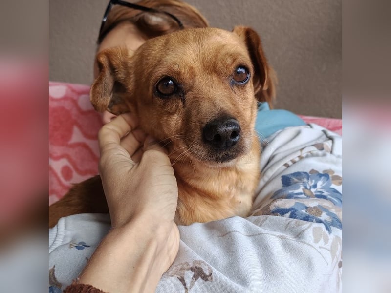 Sammy sucht ein liebevolles Zuhause