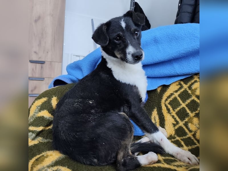 Luma eine ängstliche Mini-Hündin