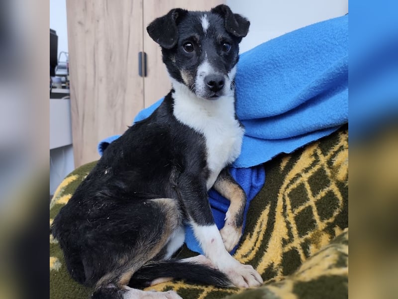 Luma eine ängstliche Mini-Hündin