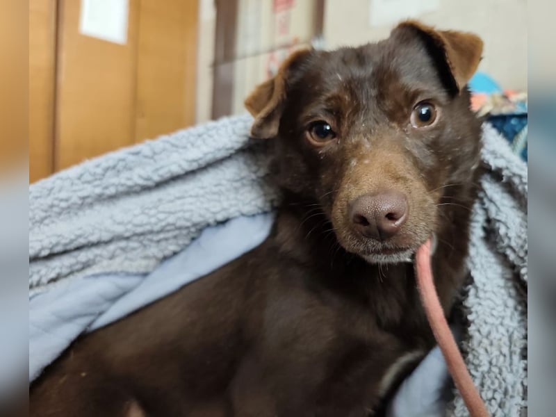 Lora eine ängstliche Mini-Hündin