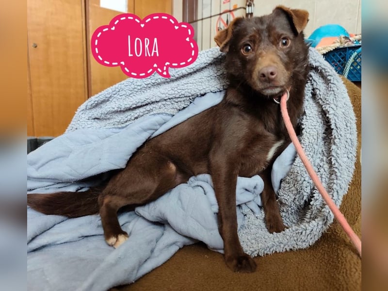 Lora eine ängstliche Mini-Hündin