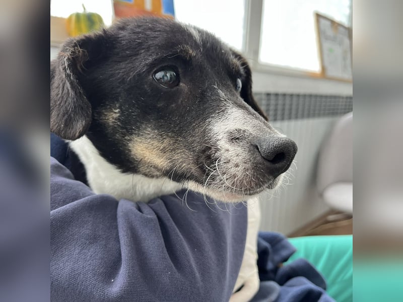 Luma eine ängstliche Mini-Hündin